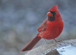 bird cardinal
